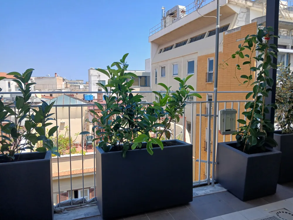 Fioriere alte con siepe sempreverde lungo la ringhiera del terrazzo, sopra i tetti della città
