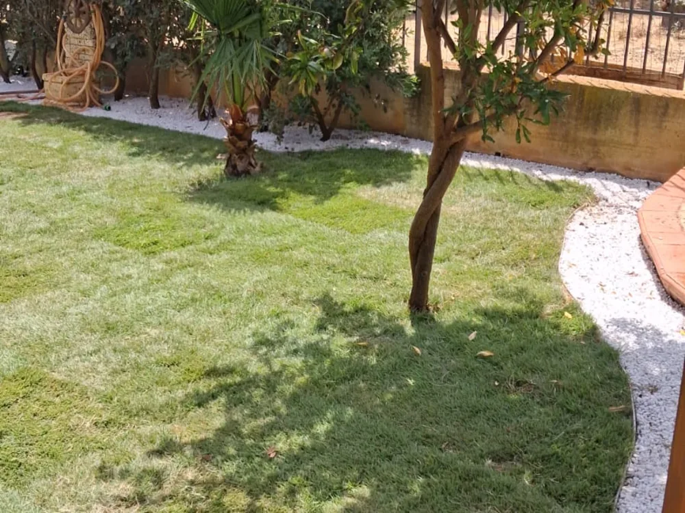 Prato e bordura in ghiaia attorno a una palma e a un albero giovane