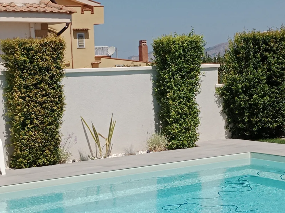 Siepi colonnari lungo il muro bianco a bordo piscina