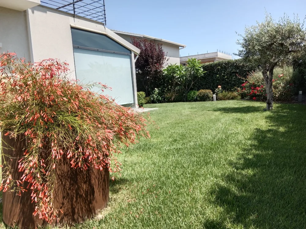Loropetalum in fiore e prato davanti alla casa