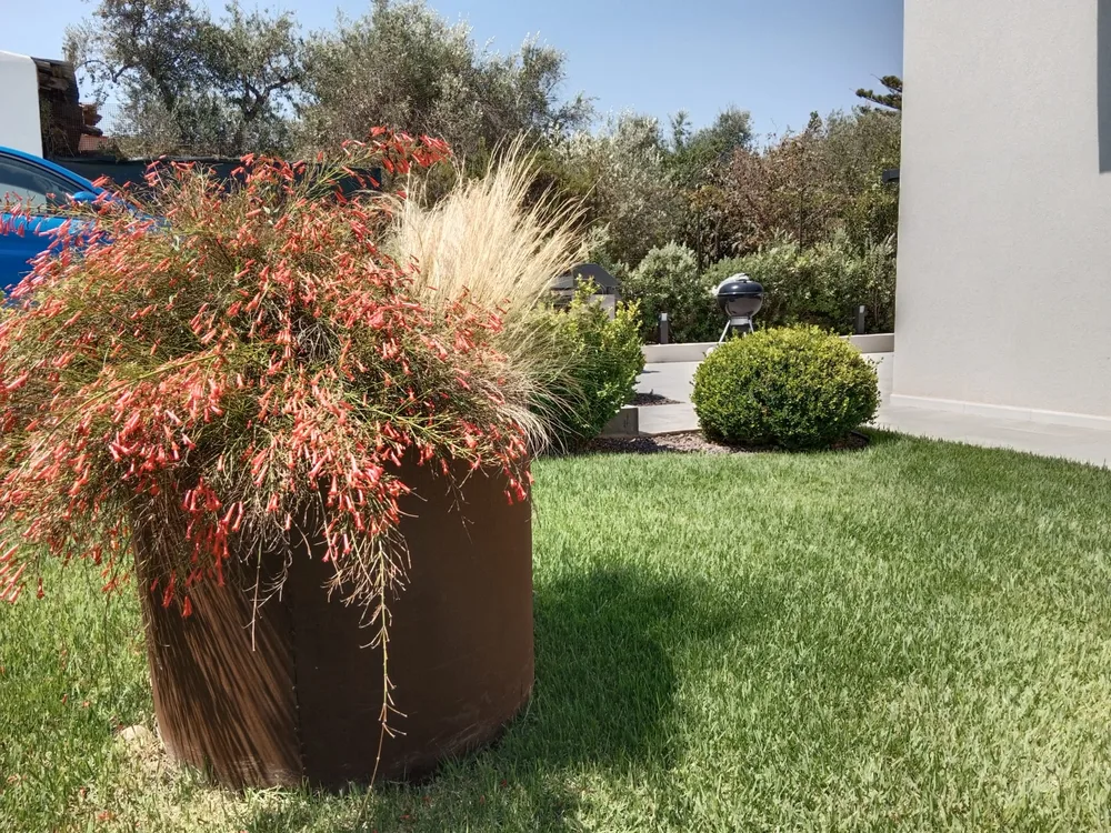 Fioriera in corten con graminacee e loropetalum sul prato