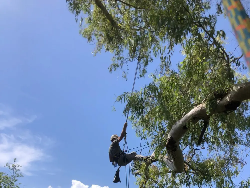 Potatura in tree climbing sul ficus monumentale dell'Orto Botanico di Palermo