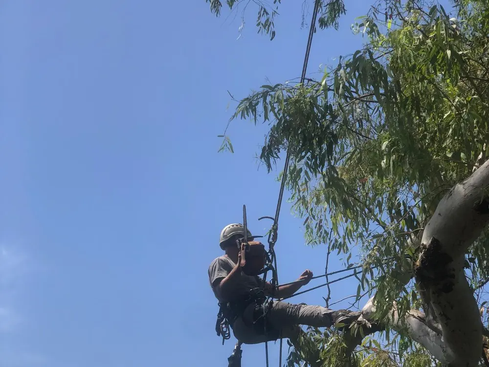 Potatura in tree climbing sul ficus monumentale dell'Orto Botanico di Palermo