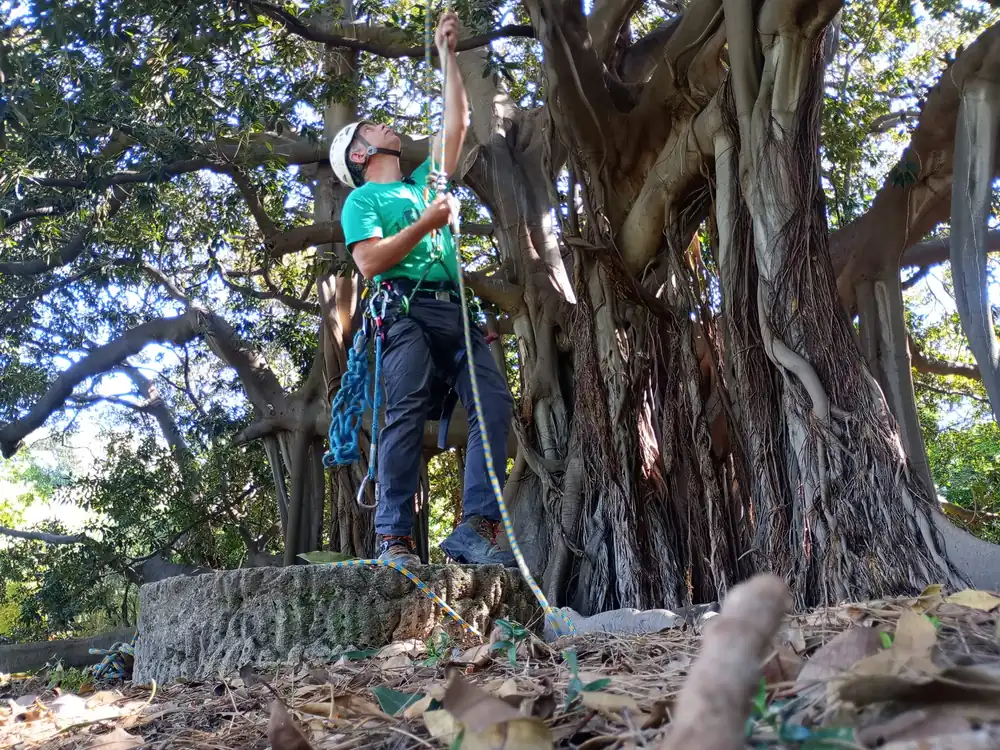 Potatura in tree climbing sul ficus monumentale dell'Orto Botanico di Palermo