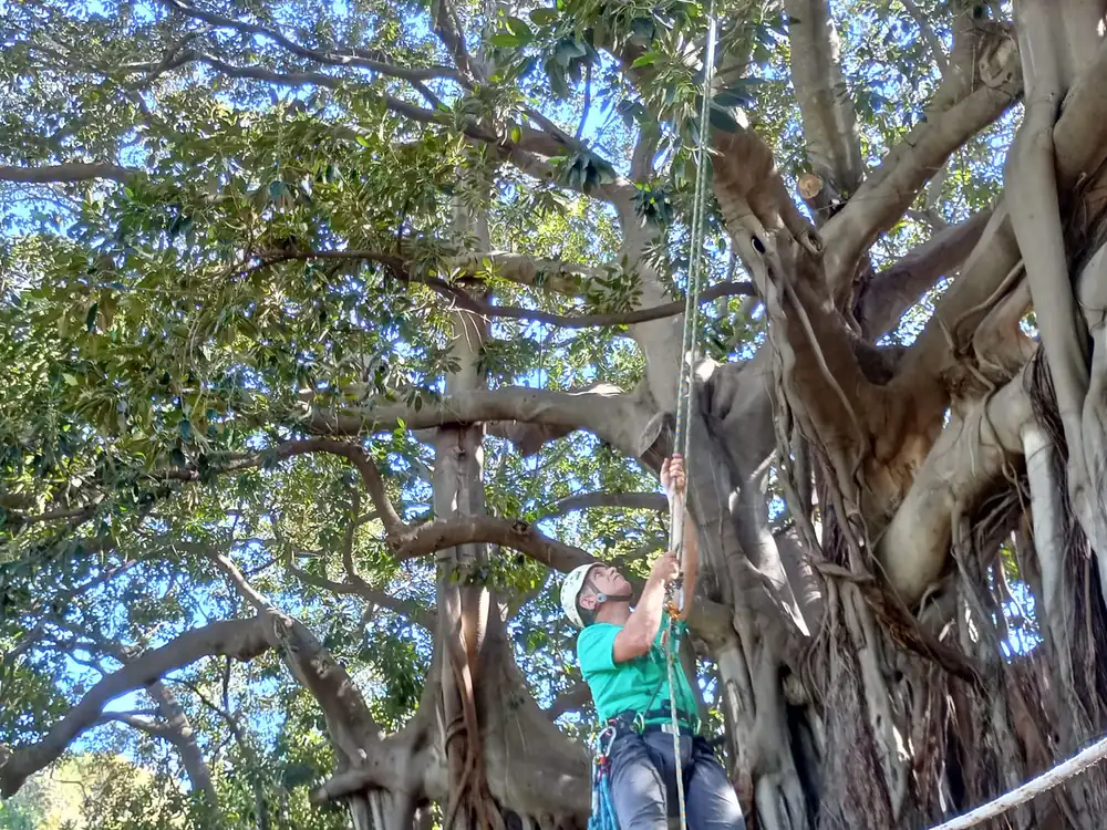 Potatura in tree climbing sul ficus monumentale dell'Orto Botanico di Palermo