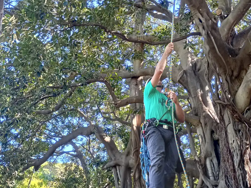 Potatura in tree climbing sul ficus monumentale dell'Orto Botanico di Palermo