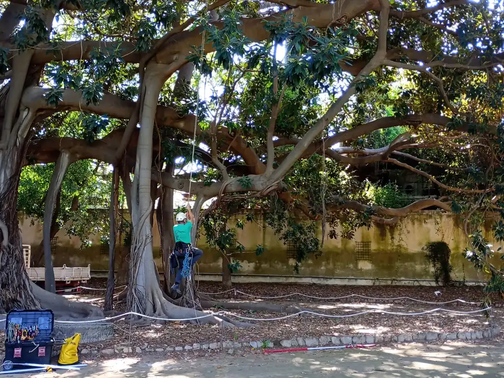 Potatura in tree climbing sul ficus monumentale dell'Orto Botanico di Palermo