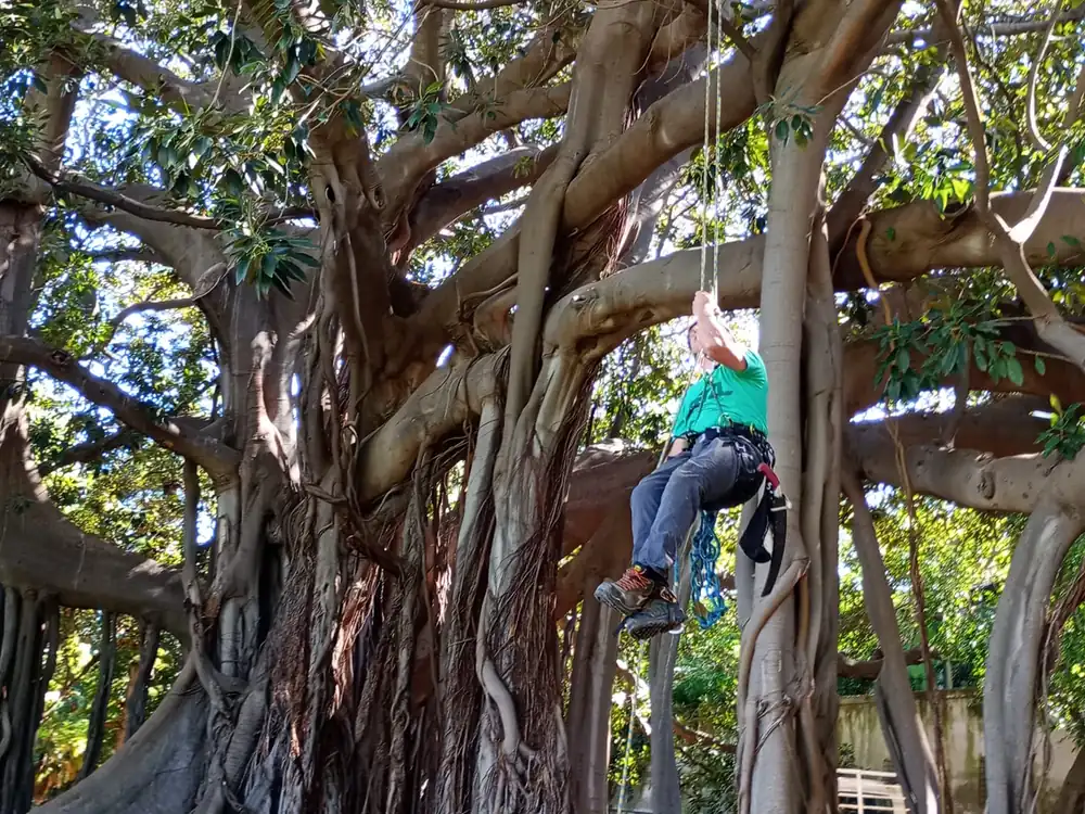 Potatura in tree climbing sul ficus monumentale dell'Orto Botanico di Palermo