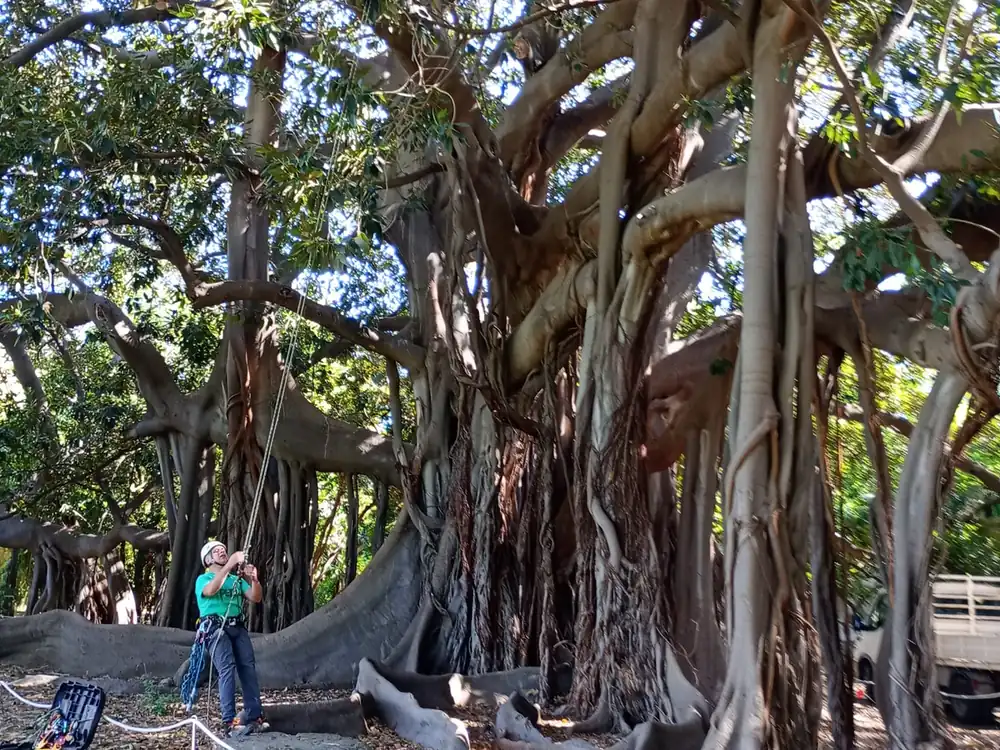 Potatura in tree climbing sul ficus monumentale dell'Orto Botanico di Palermo