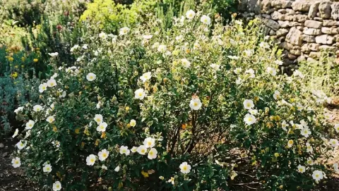 Un arbusto fiorito piantato in terra in un giardino, con un muretto a secco dietro